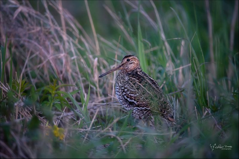 * * * фото превью