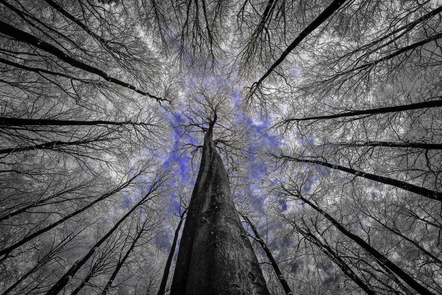 forest,trees,treetops,sky,beech,branch,tree trunk, Pavlasek Tom