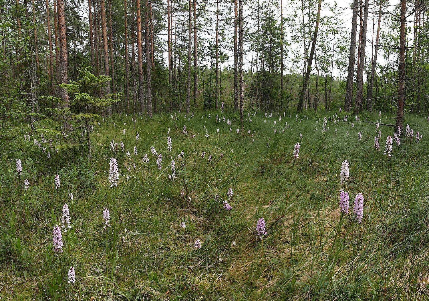 болото орхидеи, Александр Зорин