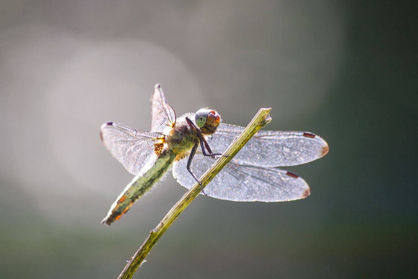 стрекоза, КарОл