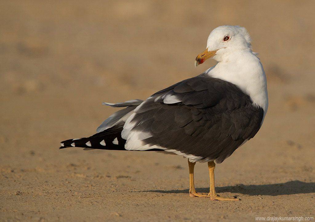 gull black backed , Dr Ajay Kumar Singh
