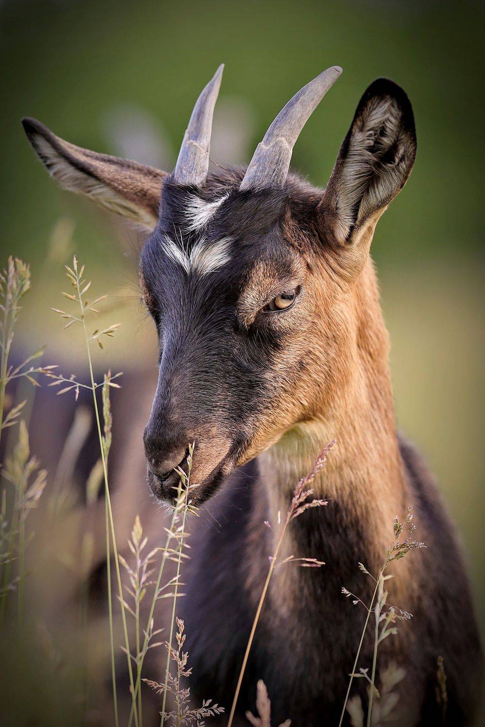 козочка коза рогатая, Mikhail Khmelevskiy