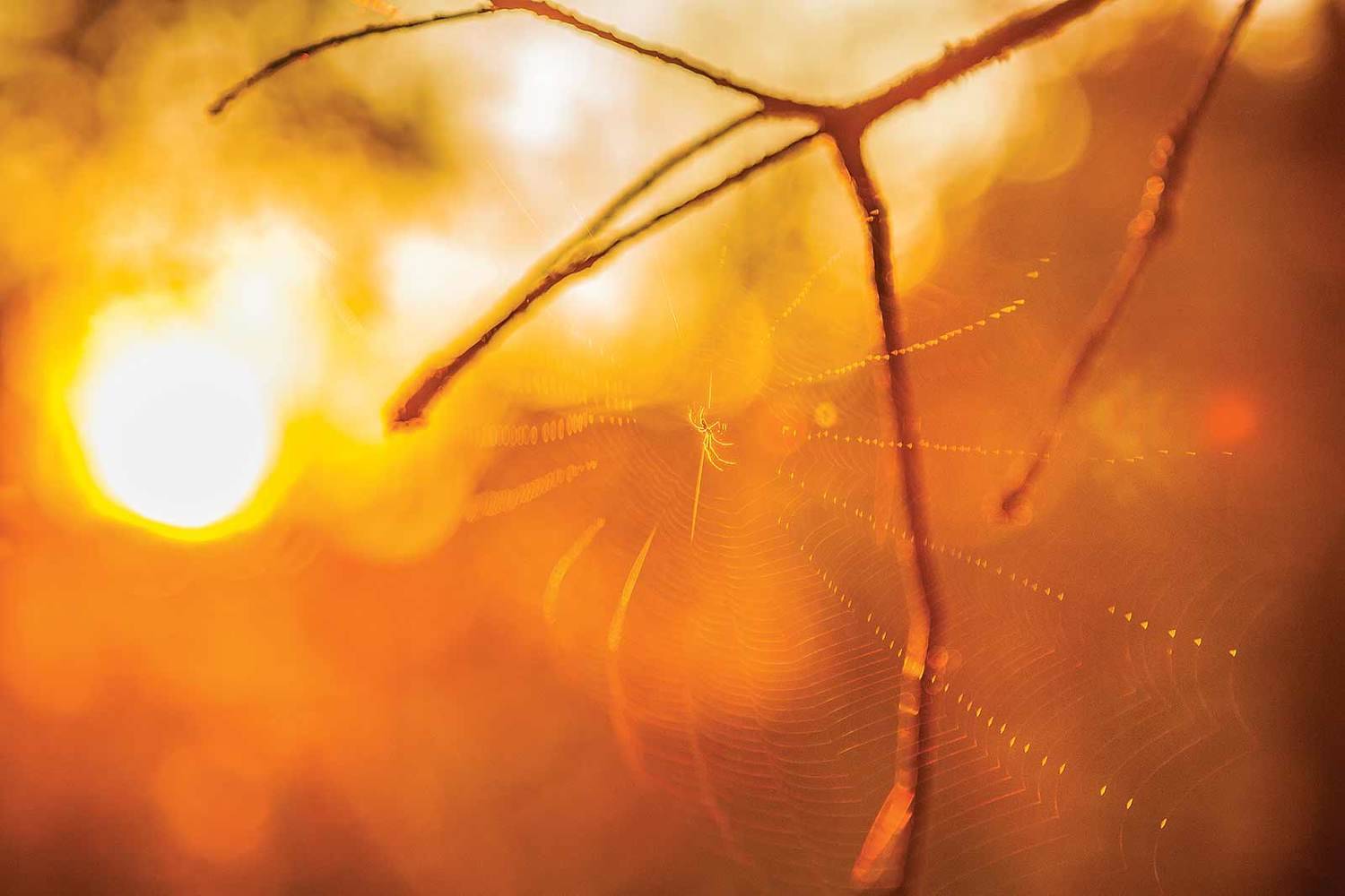 , Напалкин Станислав