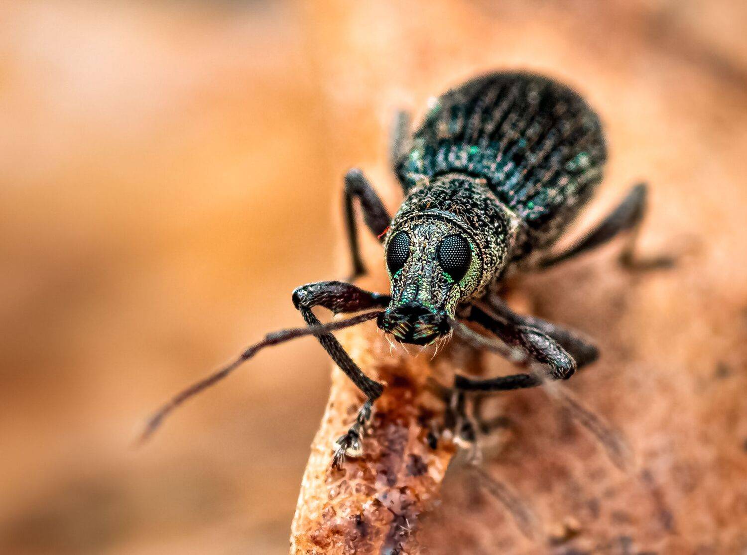 wasp, insect, macro, nature, wild, insects, bee, weevil, macro, leaf, Atul Saluja