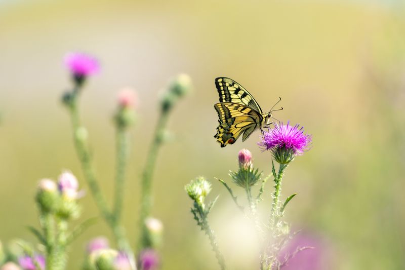 Butterfly фото превью