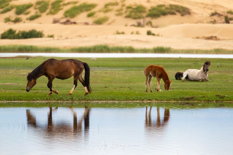 фототур, монголия Монголия. Июнь 2022 фото превью
