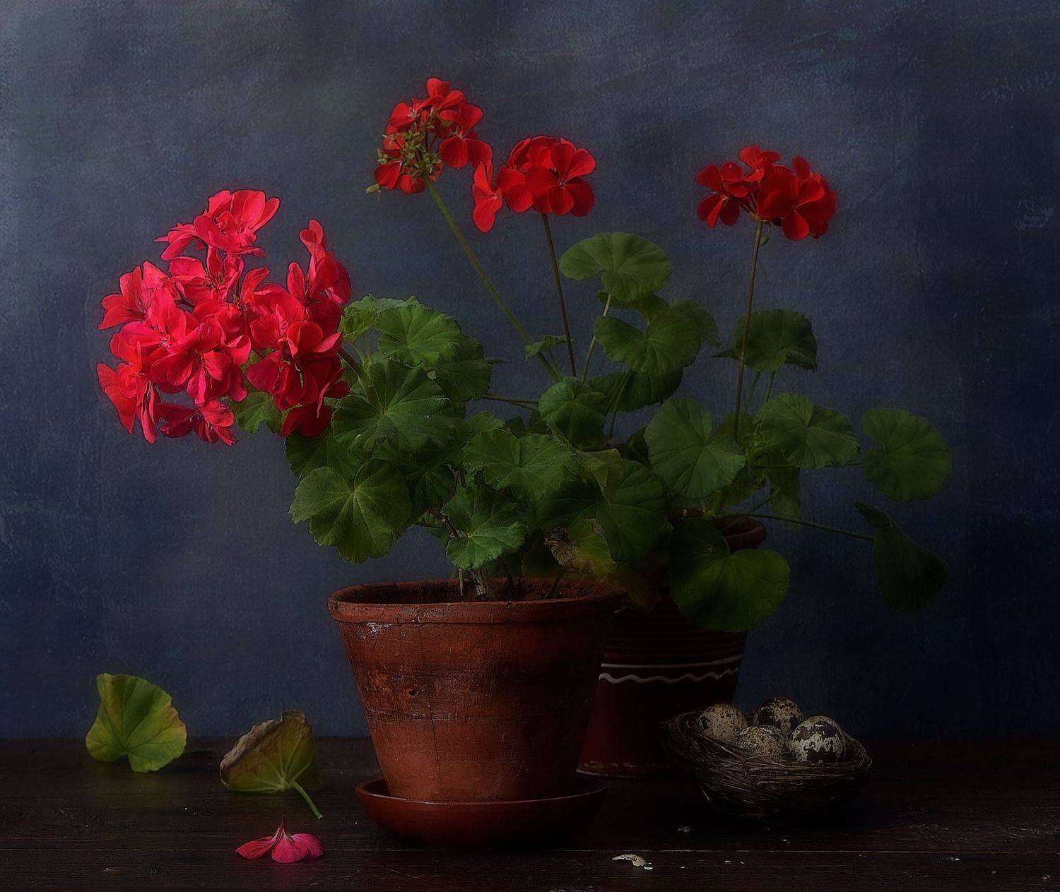 натюрморт,композиция,цветы,герань,пеларгония, Наталия К