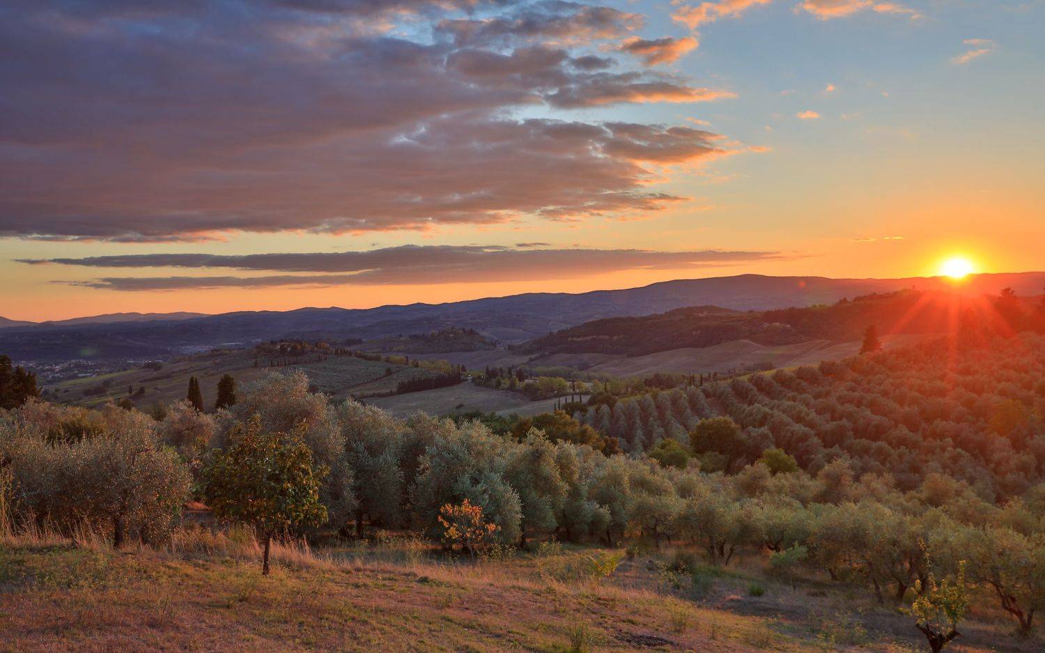 , Евгения Чех