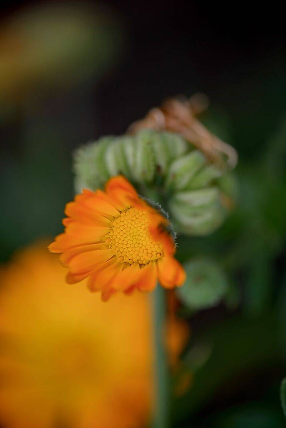 , Наиля Гарифуллина