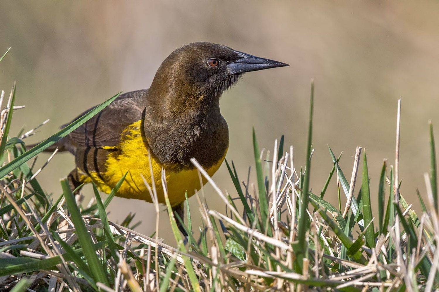 птицы, уругвай, Елена Давыдова