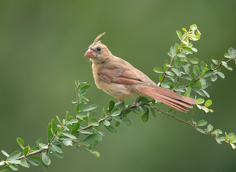 красный кардинал, northern cardinal, cardinal,кардинал Juvenile Female Northern Cardinal - cамка. Красный кардинал фото превью