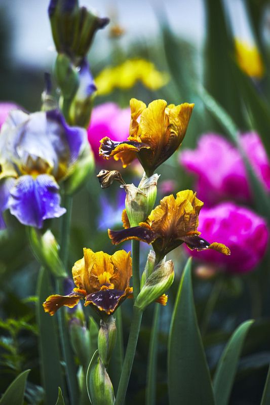 Ирисы… Мой сад. Москва фото превью