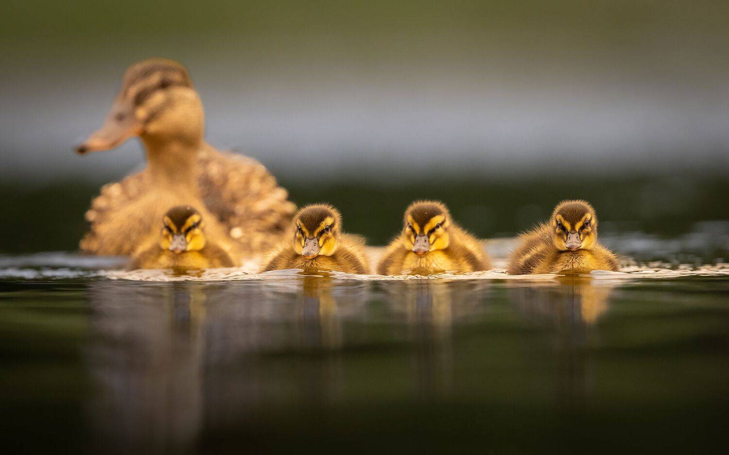 , Robert Adamec