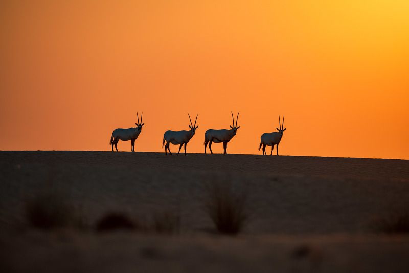 Majestic Arabian Oryx фото превью