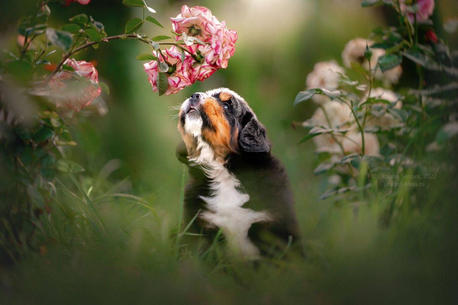 , Оксана Серова