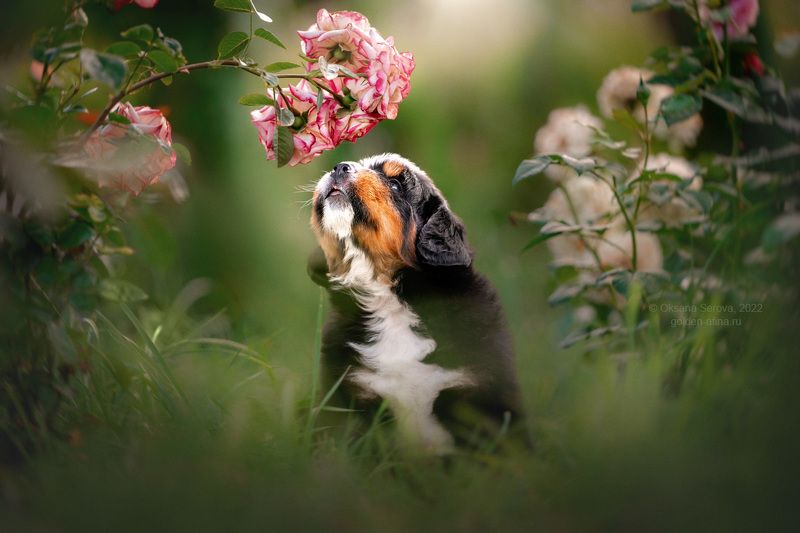 Маленький принц фото превью