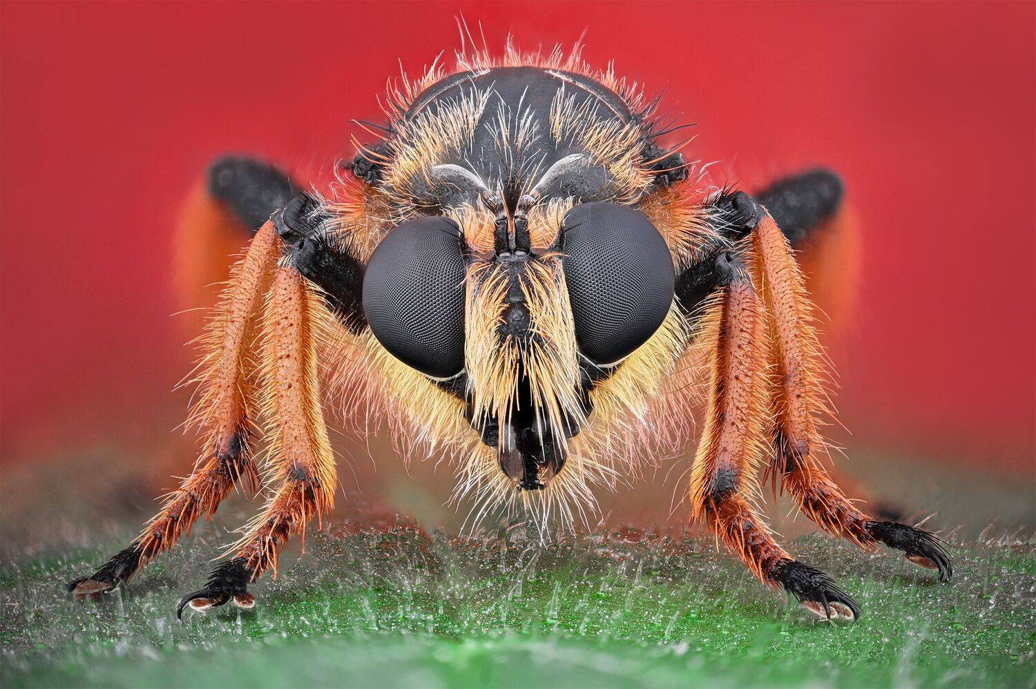 ceclii, macro,nikon z6ii, lomo 3.7, Tsvetan Ganev