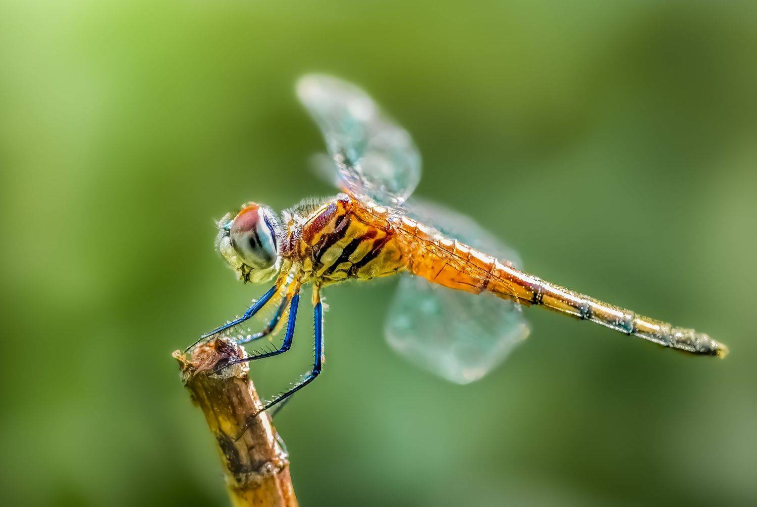 damselfly, dragonfly, insect, grass, sunset, dusk, evening, bug, macro, blade, grassland,, Atul Saluja