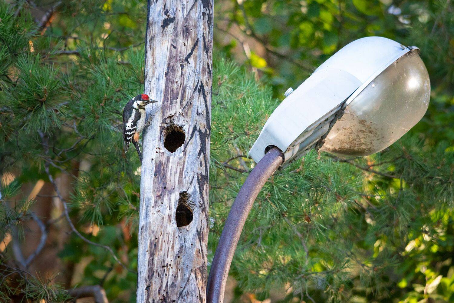 , Чудинин Дмитрий