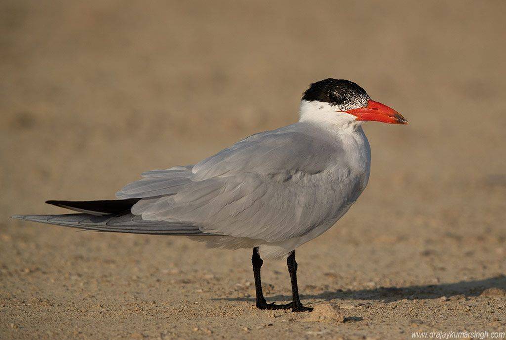 tern caspisn, Dr Ajay Kumar Singh