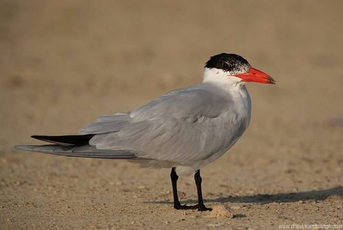 Caspian tern