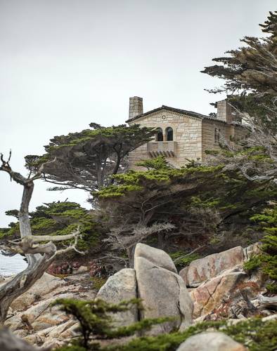 Lone Cypress