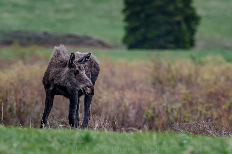 Moose  фото превью