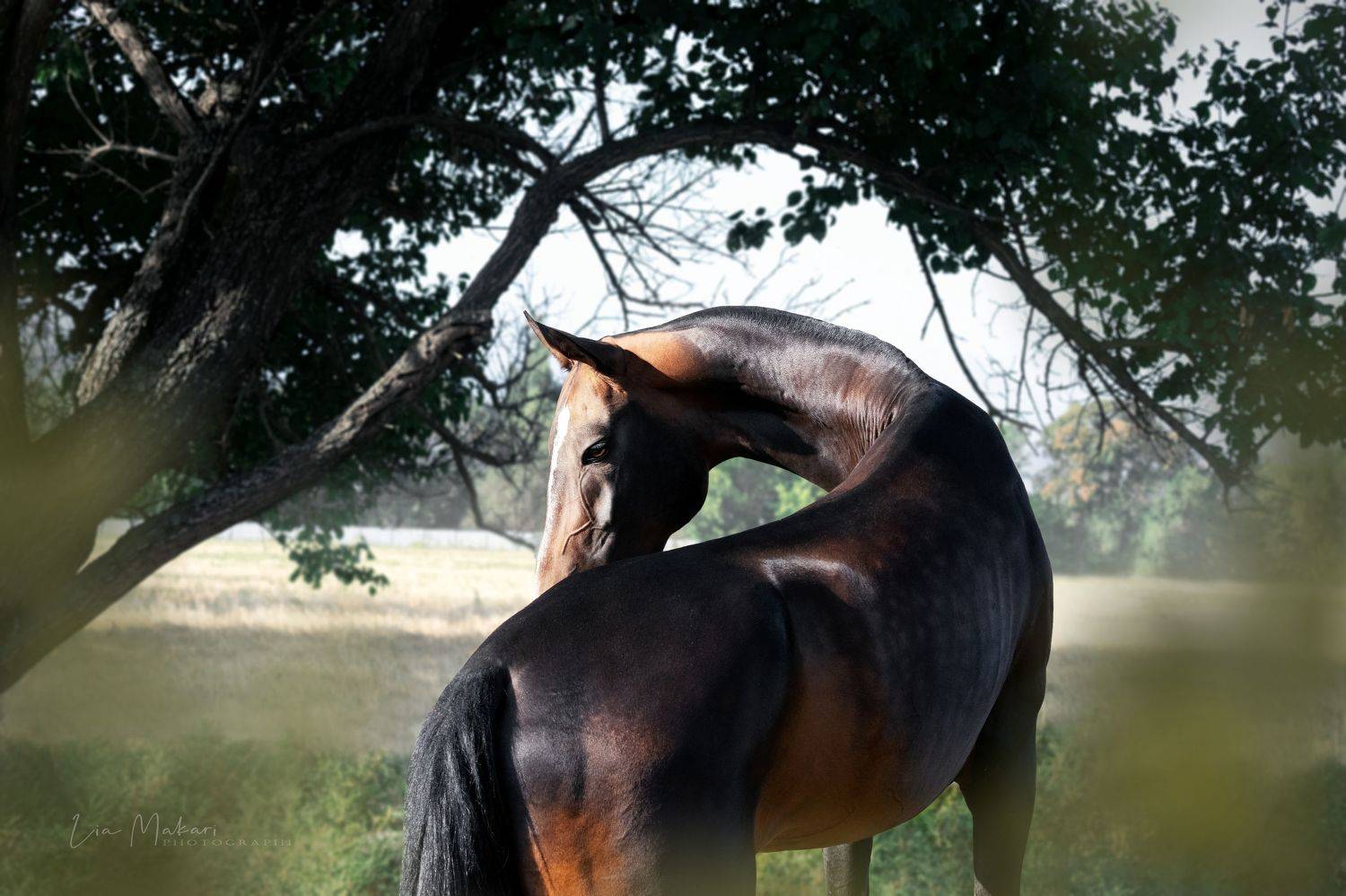 Лошадь, лошади, horse, Lia Makari