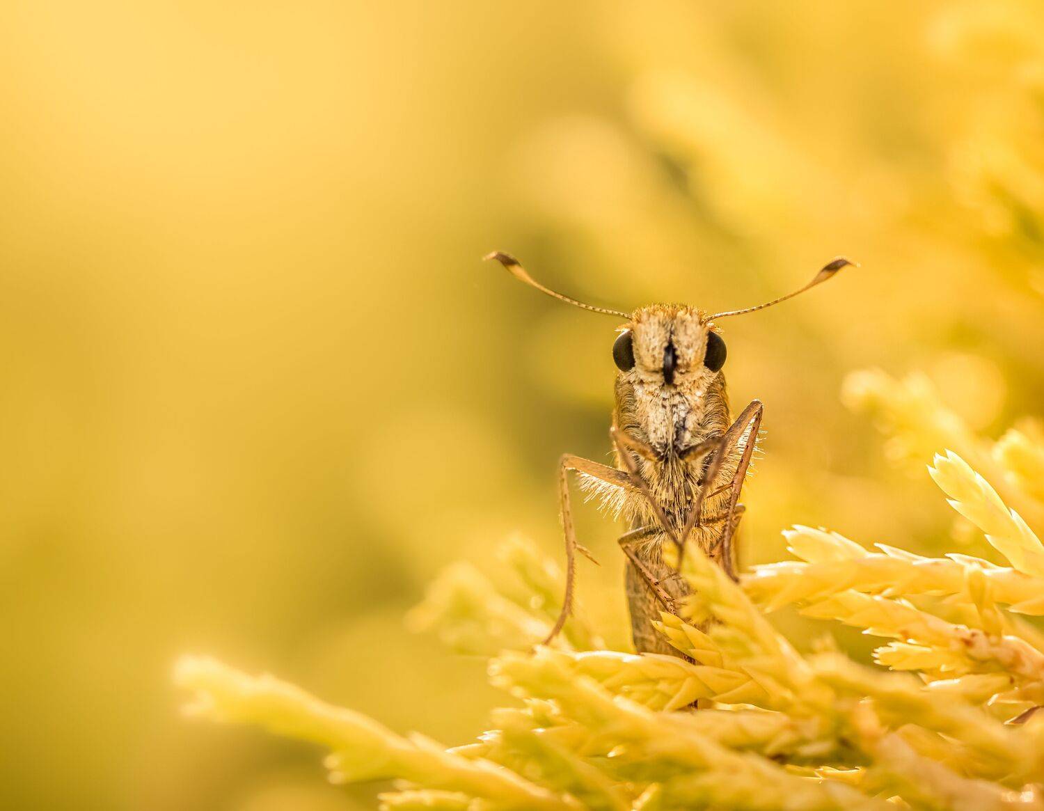 insect, beetle, bug, bugs, leaf, grass, macro, spring, love, butterfly, skipper, fly, sunset,, Atul Saluja