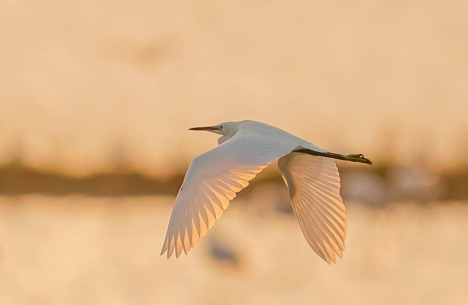 , Красимир Георгиев