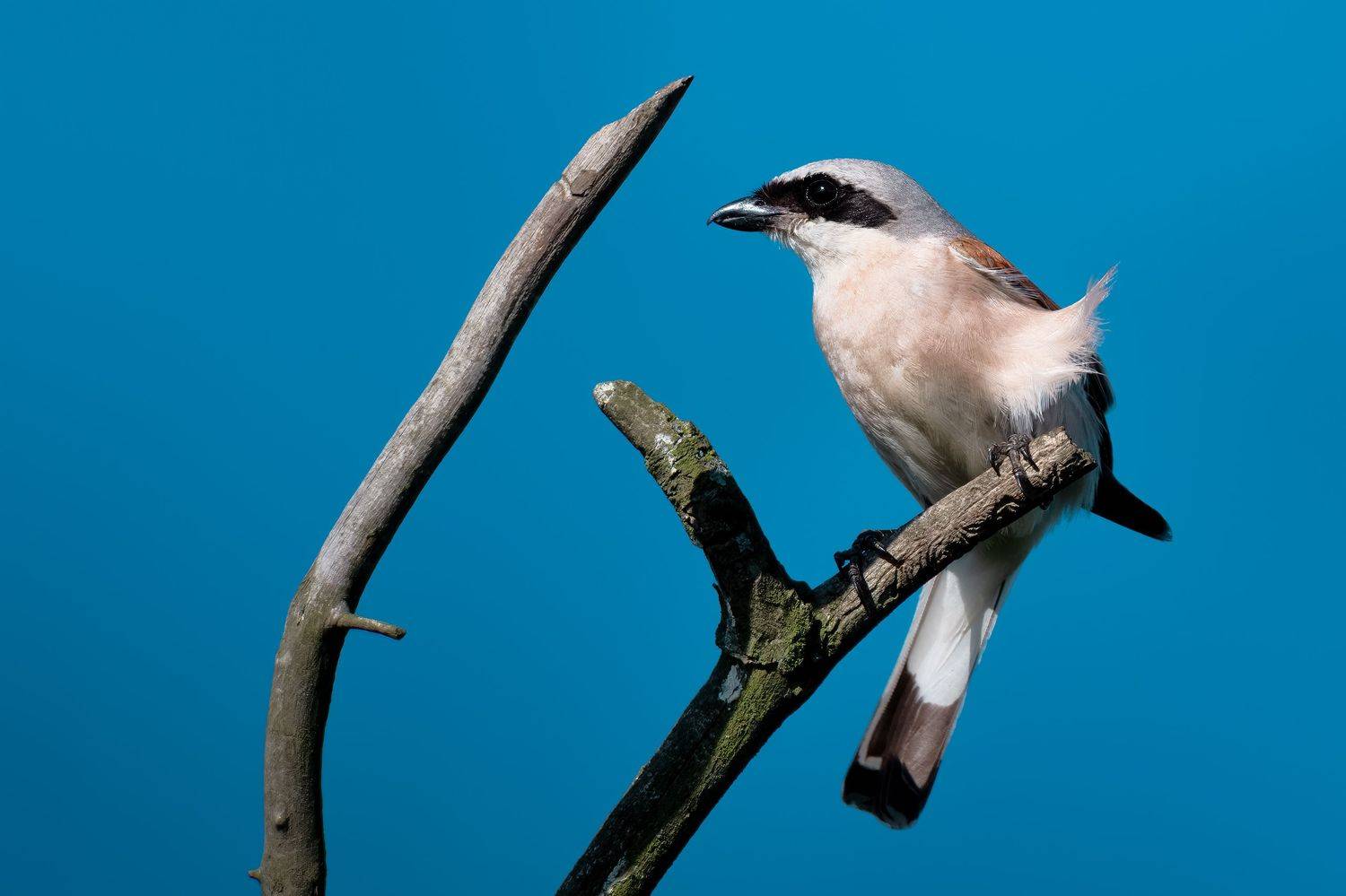 , Поляков Михаил