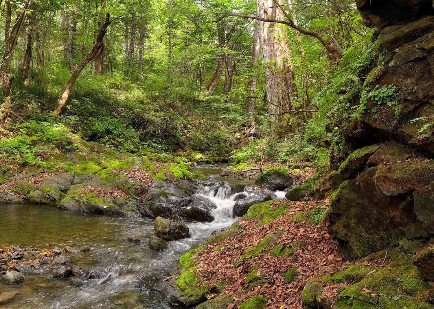 приморье, тайга, лето, ручей, верховья реки, Евгений Паршуков