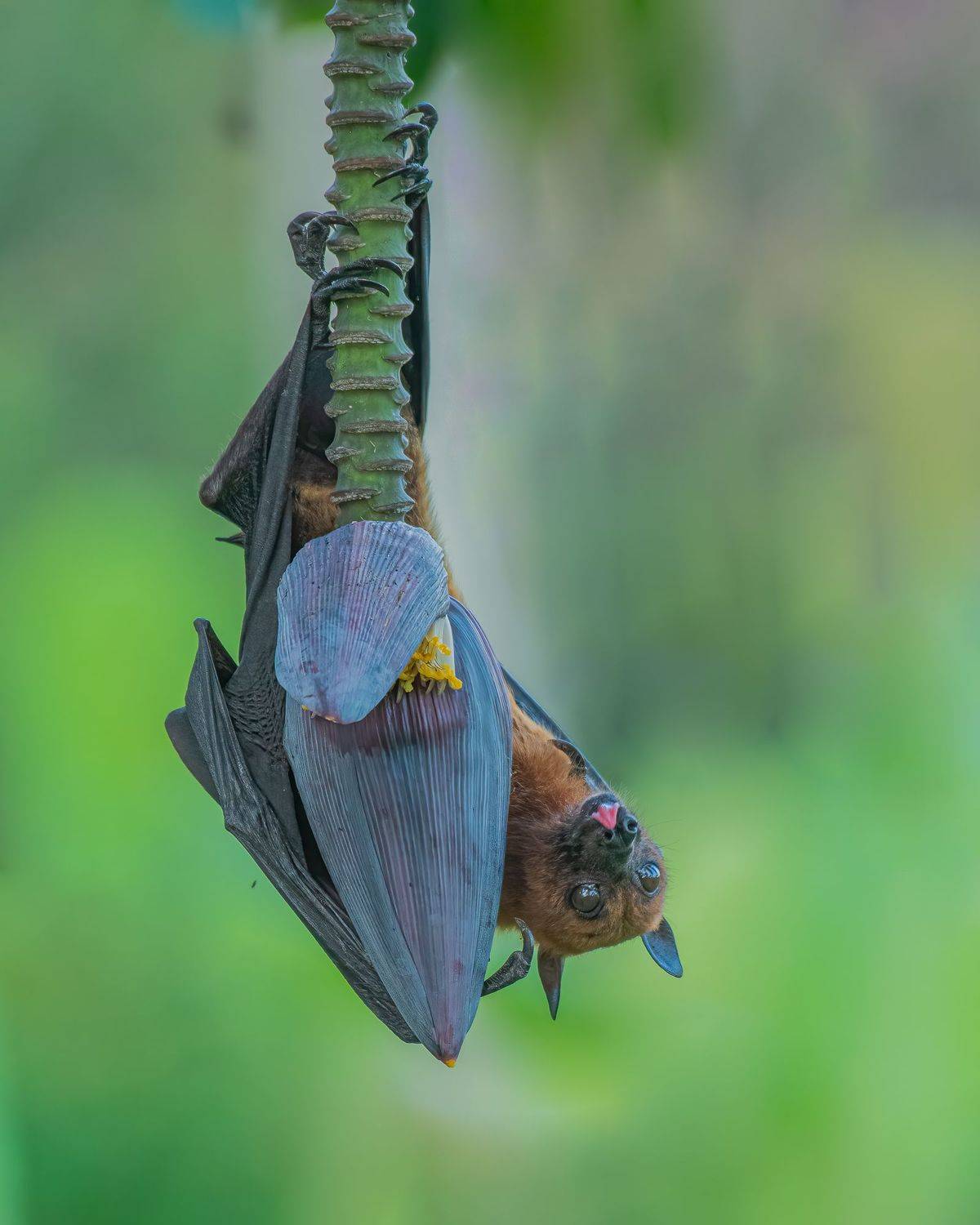 bird, India, Nikon, M Anandhu