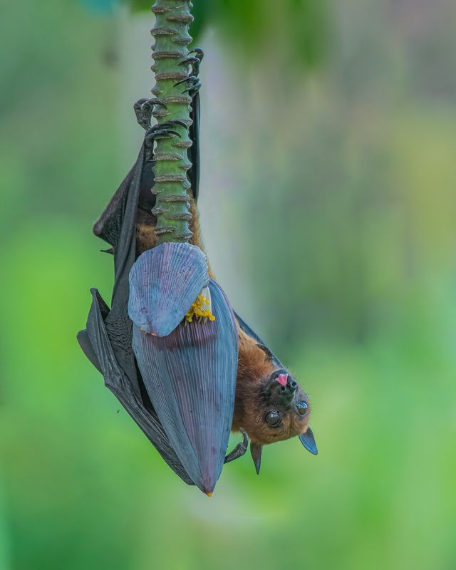 bird, India, Nikon Upside Down фото превью