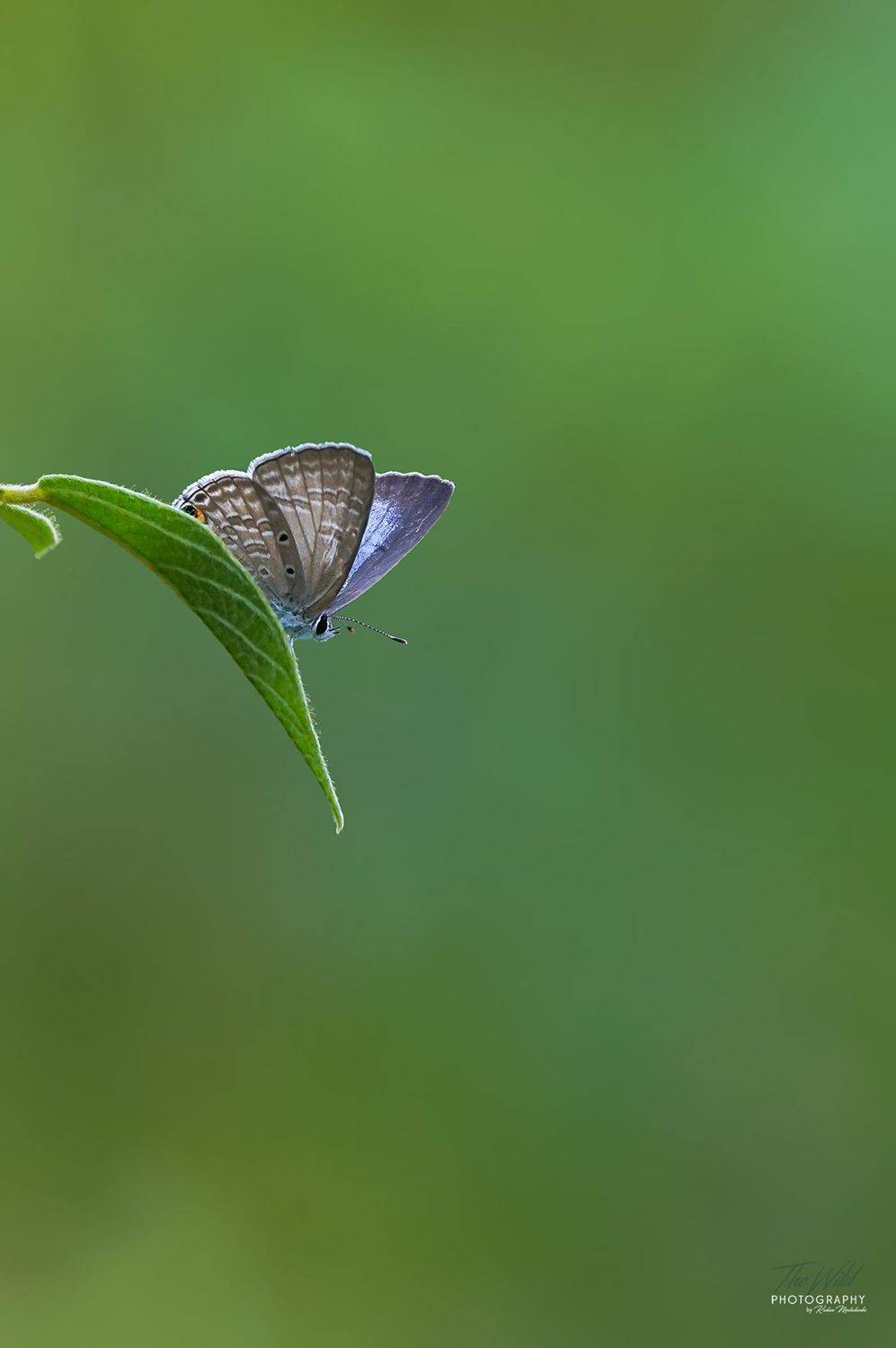 , Sonnadara Kushan Madushanka