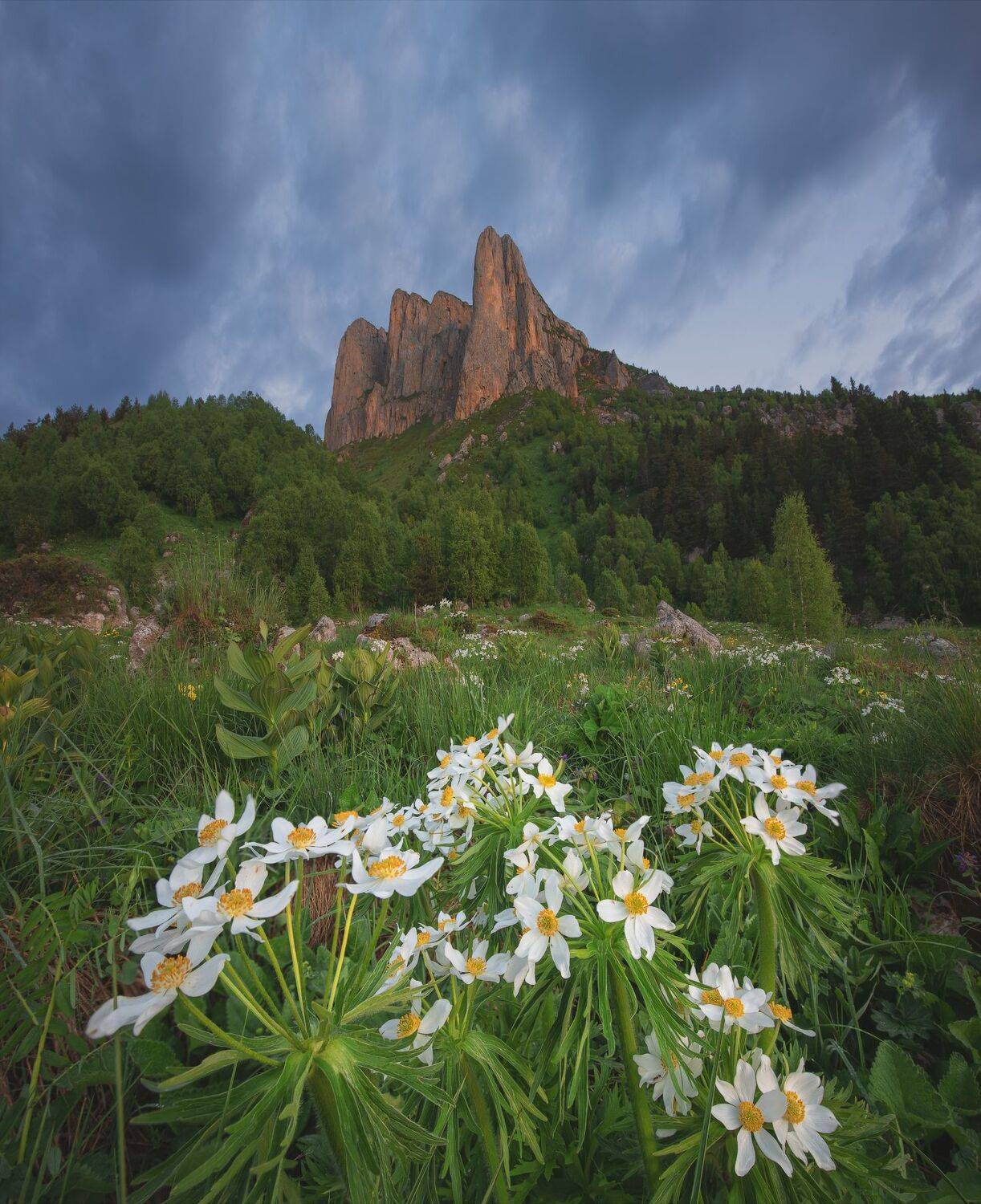 Природный парк Большой Тхач утро анемоны цветы Адыгея, Дмитрий Шишкин