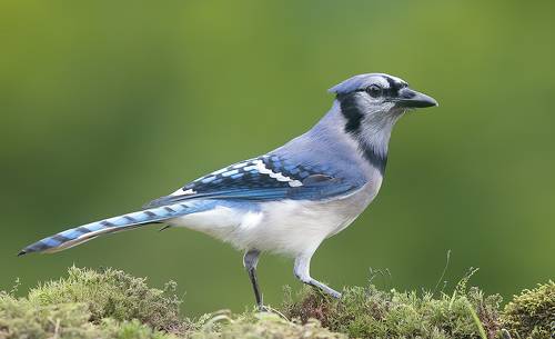Blue Jay - Голубая сойка