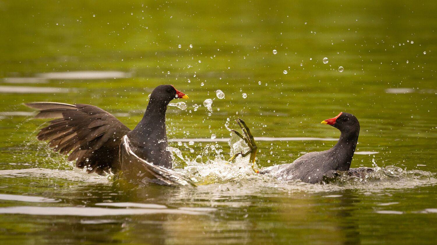 , Robert Adamec