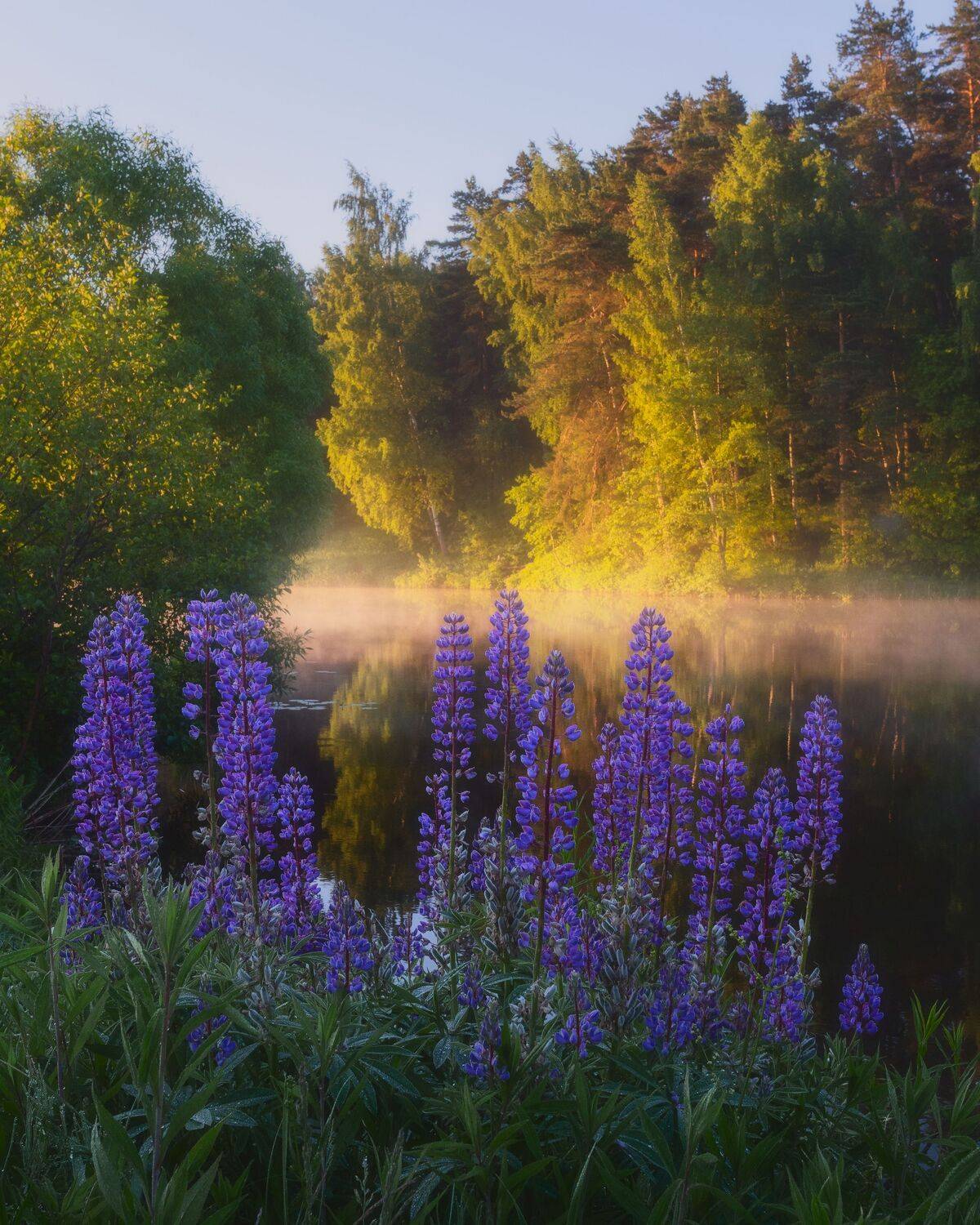 природа, рассвет, Московская область, пейзаж, люпины, лето, Мартыненко Дмитрий
