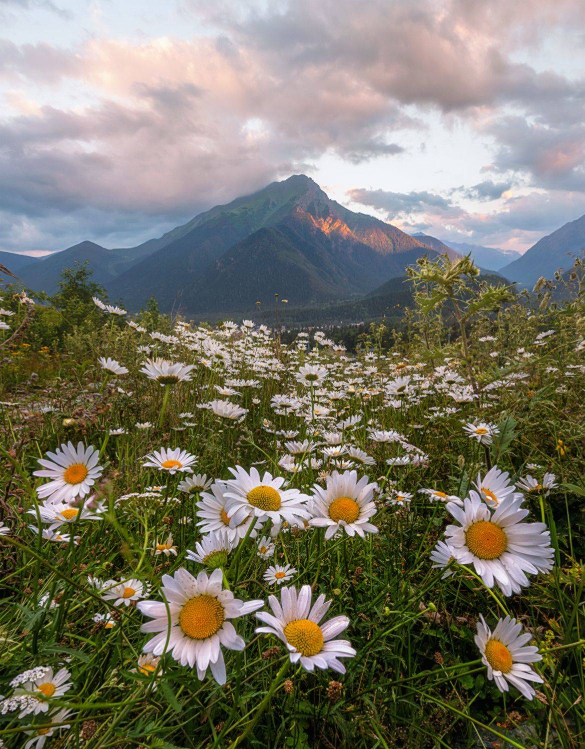 кавказ, карачаево-черкесия, архыз, ромашки, вечер, июль,, Мысливцев Николай