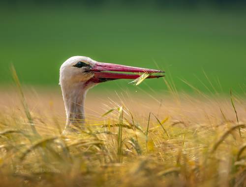 Охота аиста