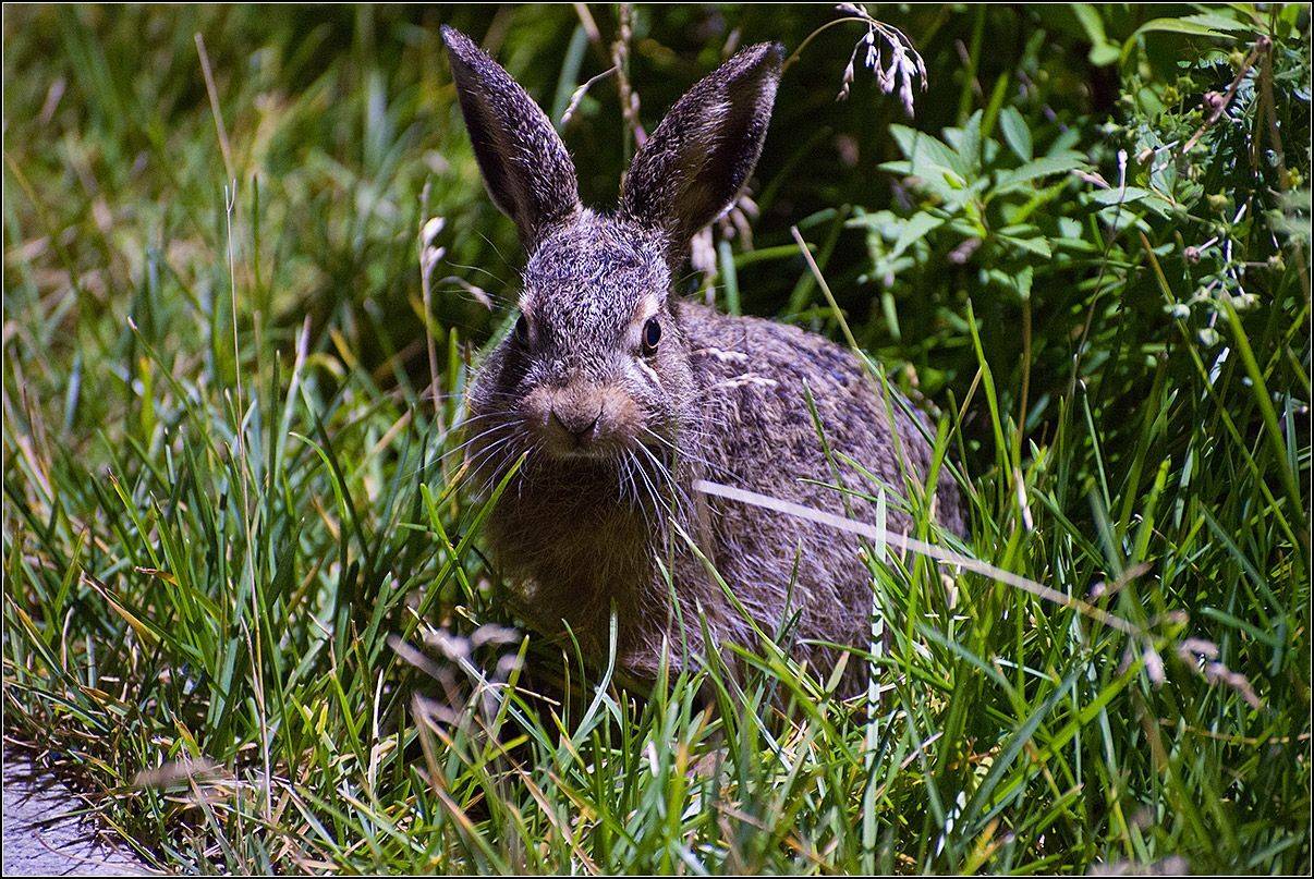 москва, парк, вечер, заяц, АНАТОЛИЙ ДОВЫДЕНКО