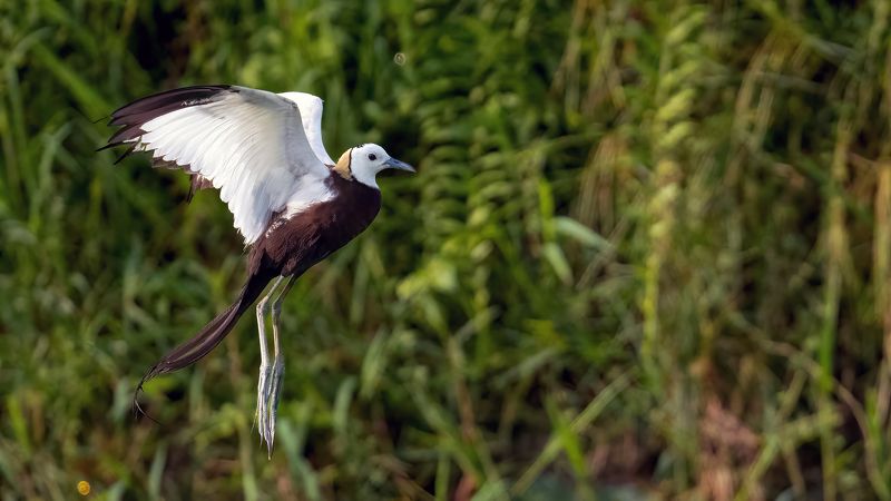 The pheasant-tailed jacana фото превью
