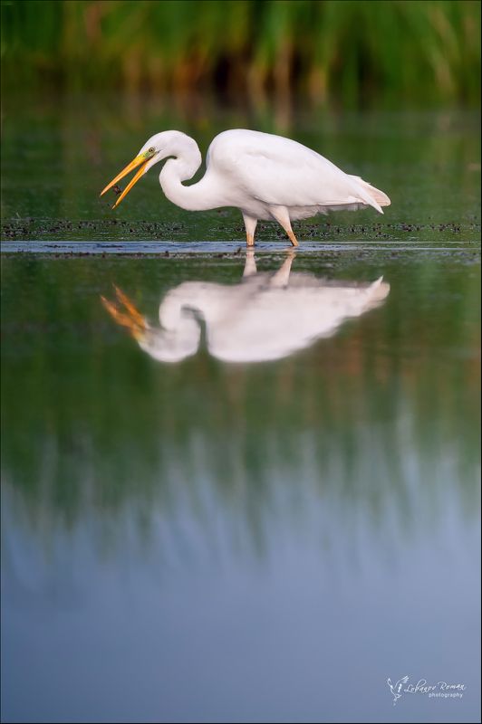 * * * фото превью