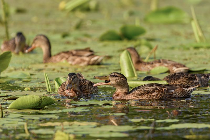 утки,кряква *** фото превью