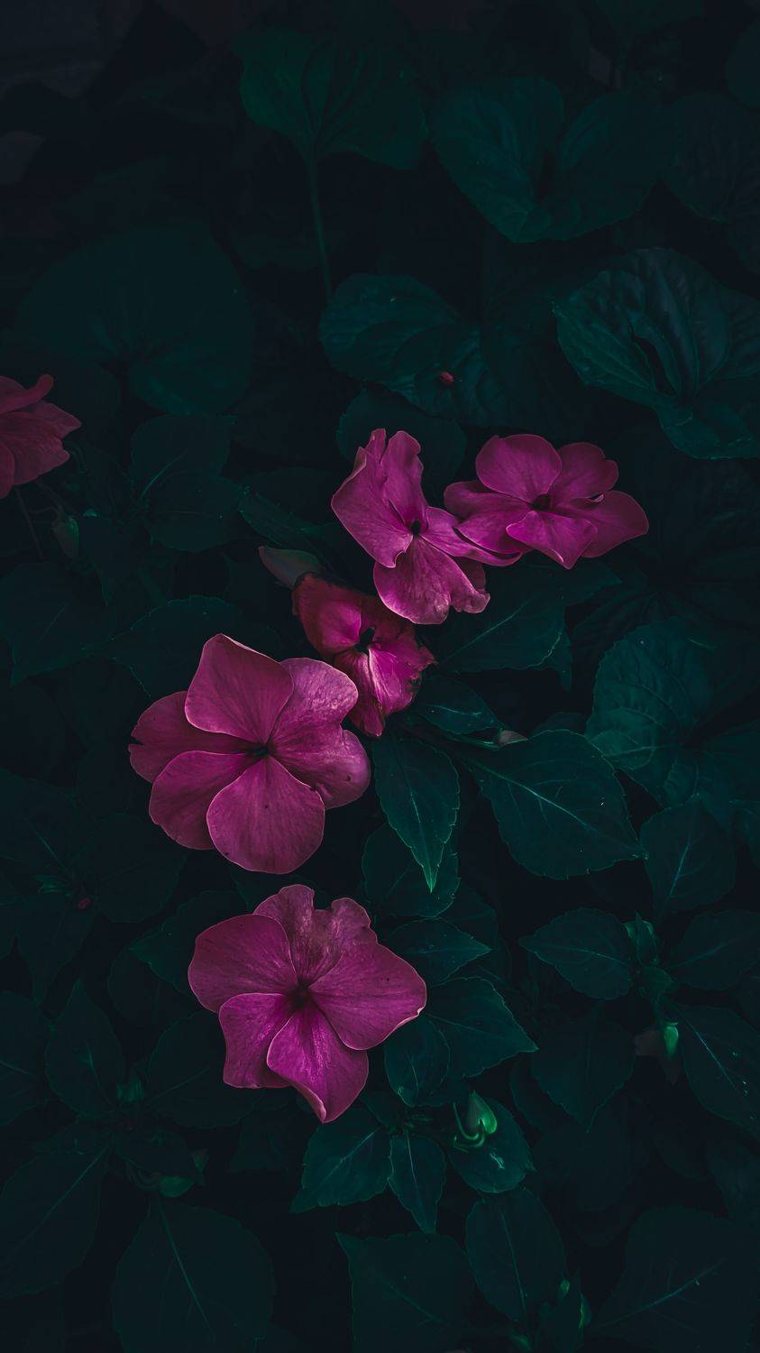 макро, цветы, природа, насекомые, красота, Smirnova Olga