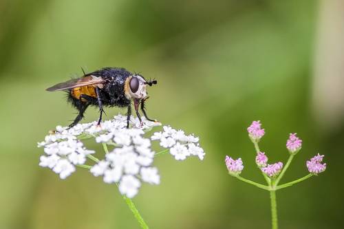 Тахина Nowickia ferox