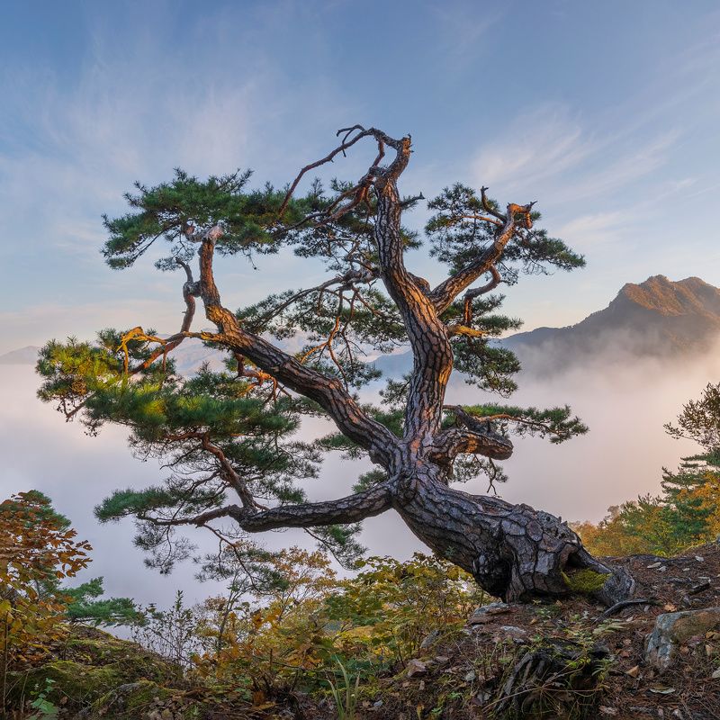 Octopus tree