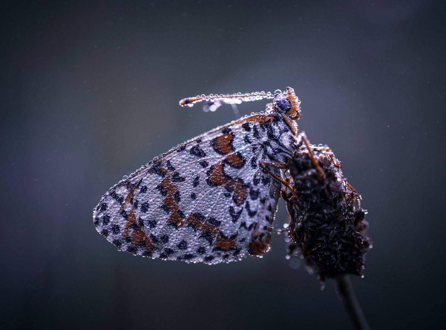 , Лапшина Владлена