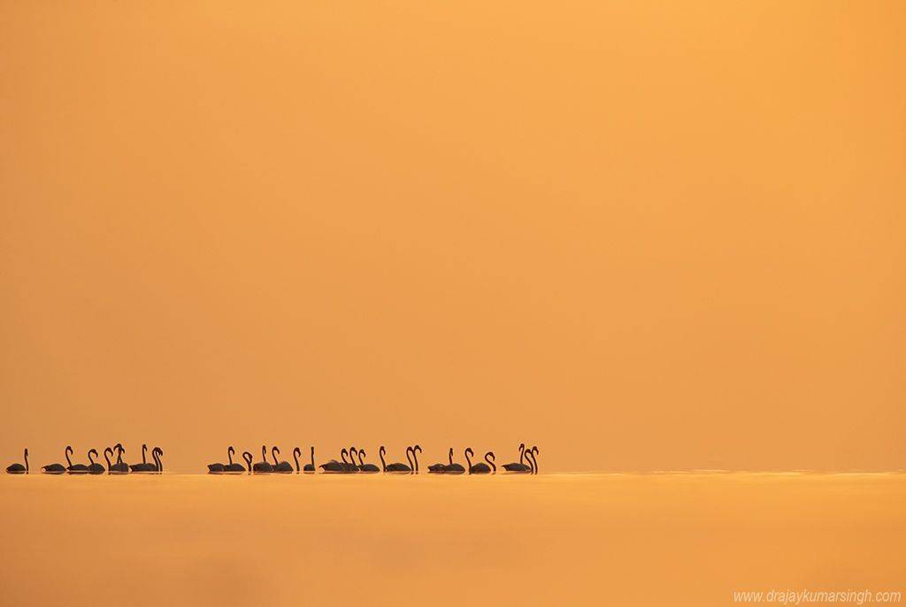flamingos, Dr Ajay Kumar Singh